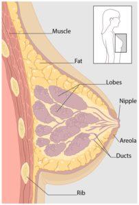 cross-section view of breast (diagram)