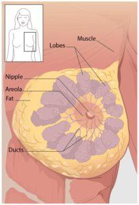 anterior-view of breast (diagram)